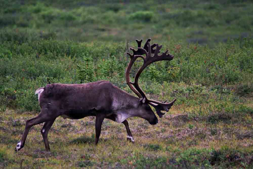 Cariboo - Alaska - EEUU 1.jpg